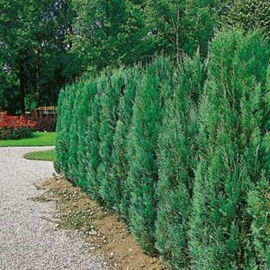 Ädelcypress 