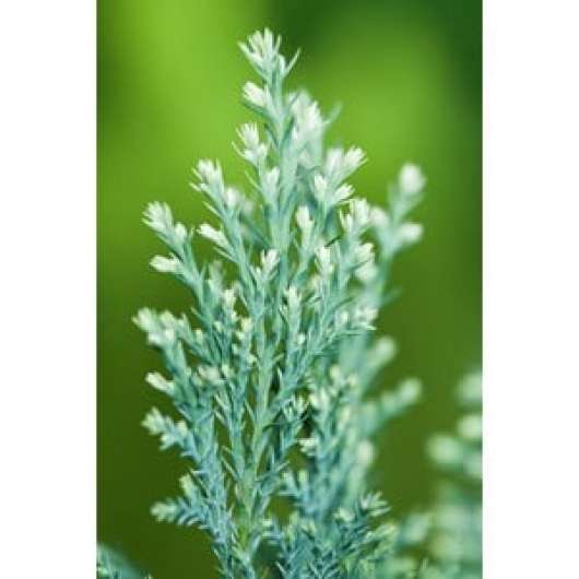Ädelcypress 