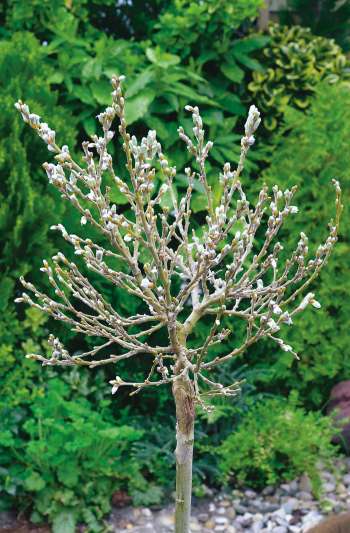 Alpvide på stam Salix helvetica Stamhöjd 80cm 1-p