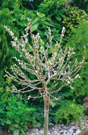 Alpvide på stam Salix helvetica Stamhöjd 80cm 1-pack