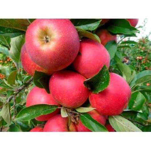 Äpple 