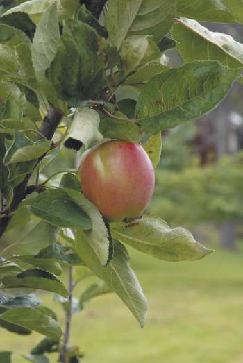 Äpple Åkerö Fruktträd inkl uppbindningskit 1-p