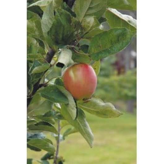 Äpple Åkerö Fruktträd inkl uppbindningskit