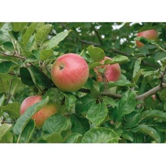Äpple 