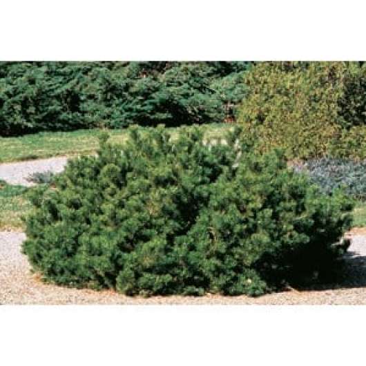 Bergtall, 30-40 cm 1-pack
