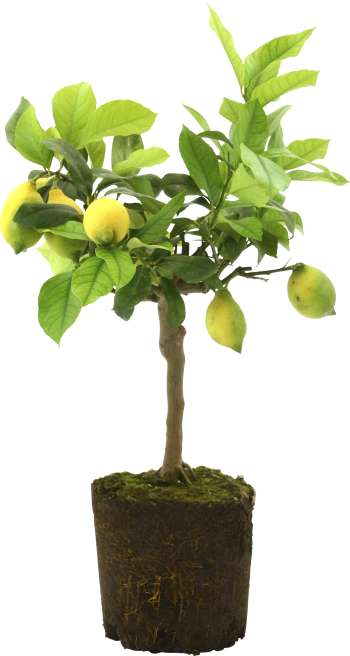 Citron lat. Citrus x limon Stam 75cm