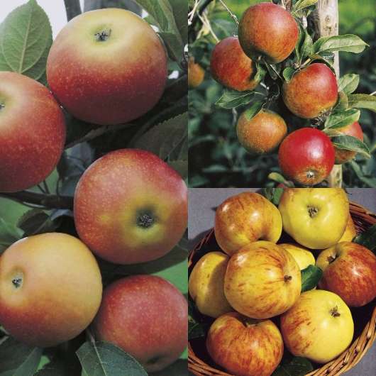 Familjeträd Äpple Olika sorter 1-p