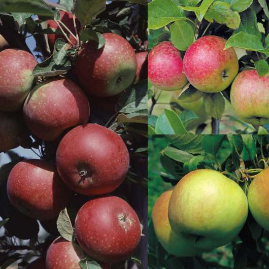 Familjeträd Äpple Olika sorter CO 1-p