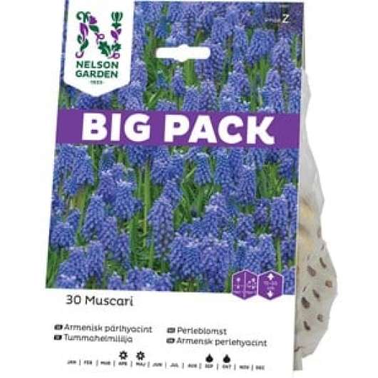 Höstlök Nelson Garden Pärlhyacint Armenisk Blå Big Pack