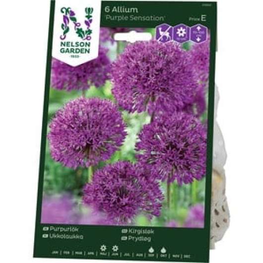 Höstlök Nelson Garden Purpurlök Purple Sensation Rödviolett
