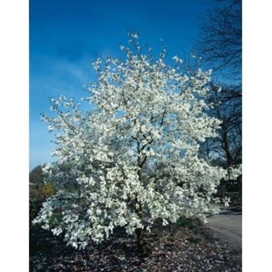 Japansk magnolia CO, 50-60 cm 1-pack