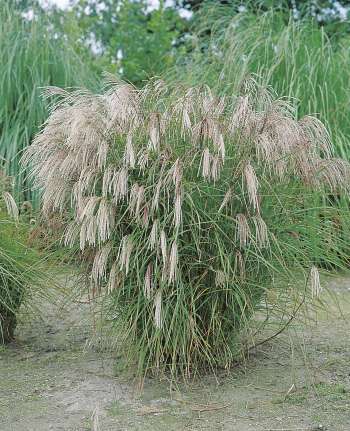 Japanskt gräs Glansmiskantus 