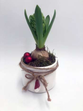 Julgrupp Hyacint med liten vit kruka