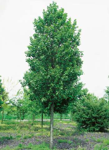 Klibbal Ungträd 150-200cm