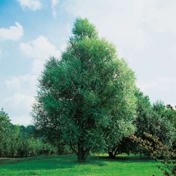 Klotpil lat. Salix fragilis 