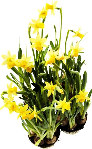 Minipåsklilja lat. Narcissus x cyclazetta 