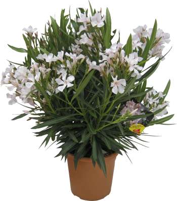 Nerium lat. Nerium oleander