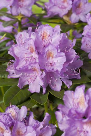 Park Rhododendron 30-40 cm, Lila 1-p