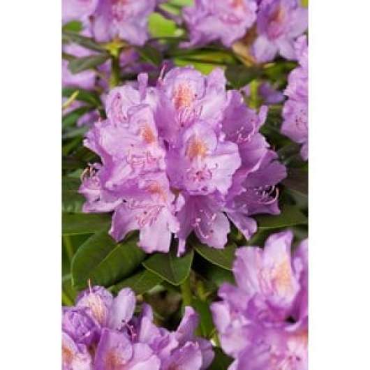 Park Rhododendron 30-40 cm, Lila 1-pack