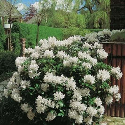 Park Rhododendron 30-40 cm, Vit 1-pack