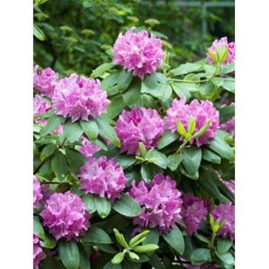 Park Rhododendron 40-50 cm, Rosalila 1-pack