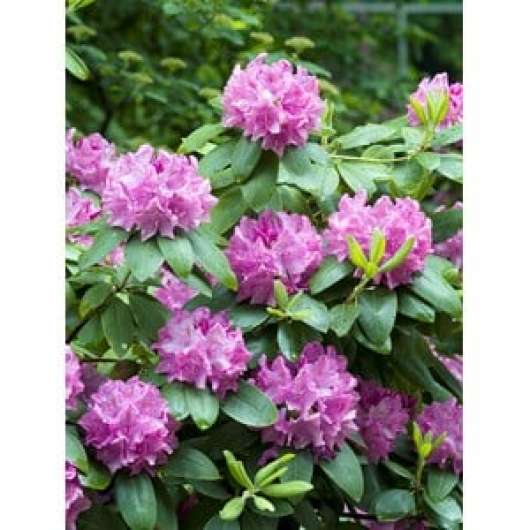 Park Rhododendron 40-50 cm