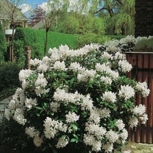 Park Rhododendron 50-60 cm