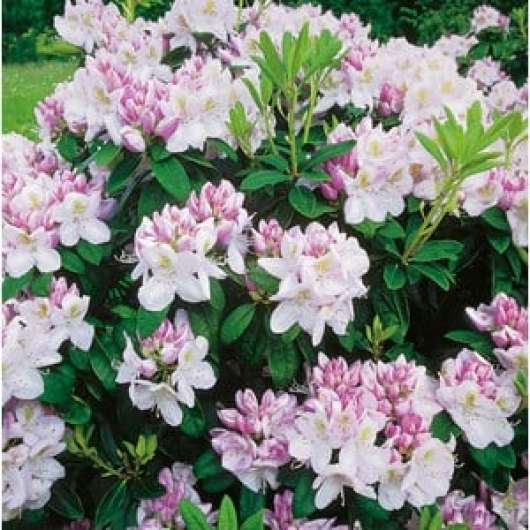 Park Rhododendron