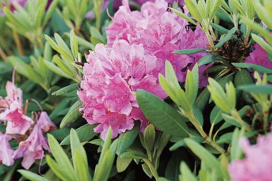 Parkrododendron lat. Rhododendron Catawbiense Lila