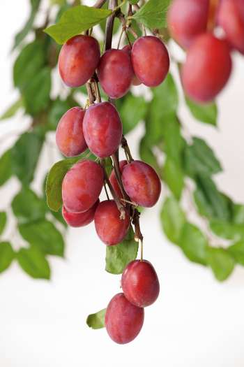 Plommon lat. Prunus domestica 