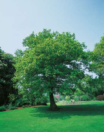 Skogsek Ungträd 150-200cm