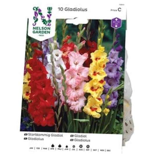 Vårlök Nelson Garden Gladiol Storblommig Blandade färger