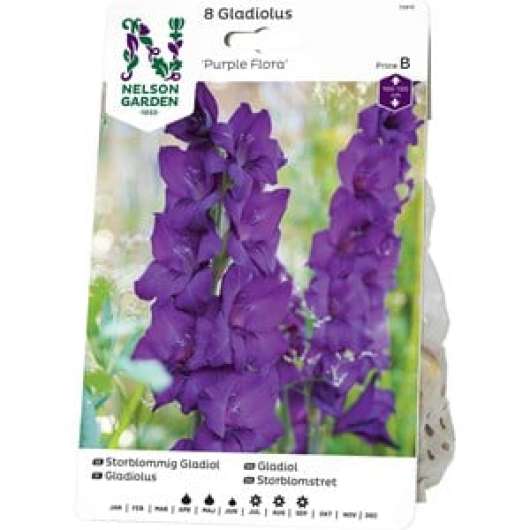 Vårlök Nelson Garden Gladiolus Storblommig Purple Flora Lila