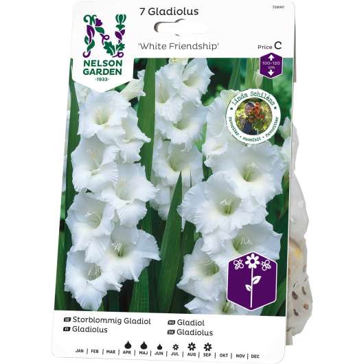 Vårlök Nelson Garden Gladiolus Storblommig White Friendship