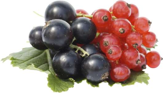 Vinbär Svarta lat. Ribes nigrum 